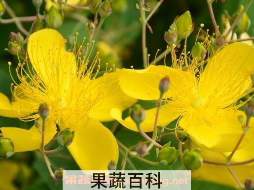 金丝梅的药用价值