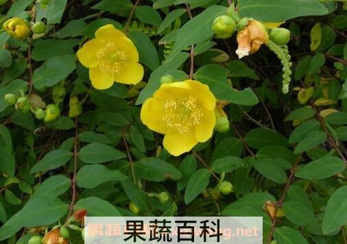 金丝梅的药用价值