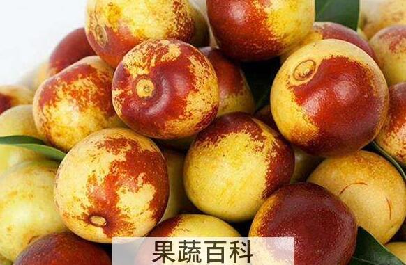 冬枣的功效与作用禁忌