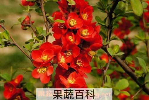 帖梗海棠药用价值