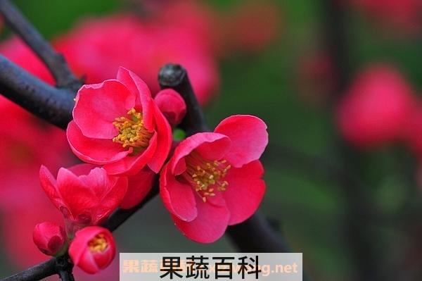 帖梗海棠