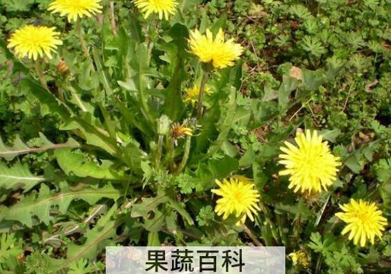 曲曲菜的花有什么用 曲曲菜花的功效与作用