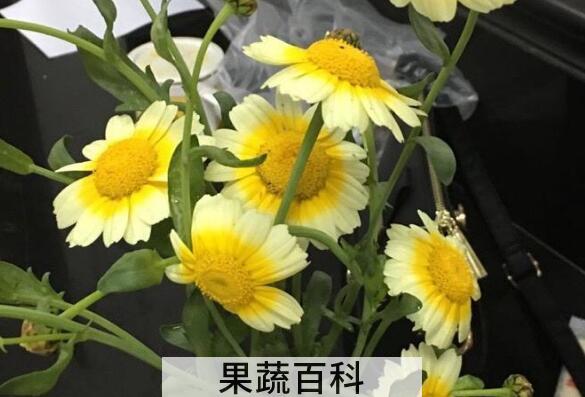 曲曲菜的花有什么用 曲曲菜花的功效与作用