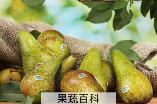 啤梨的功效与作用 吃啤梨的好处有哪些