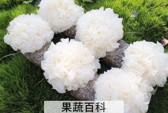 白木耳和银耳的区别 吃白木耳的好处