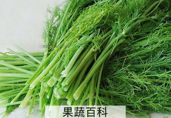 茴香菜的功效与作用 茴香菜的食用方法
