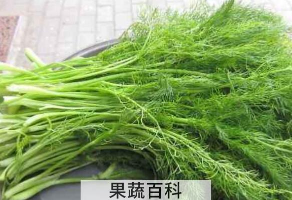 茴香菜的功效与作用 茴香菜的食用方法