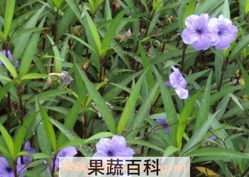 翠如莉的功效与作用