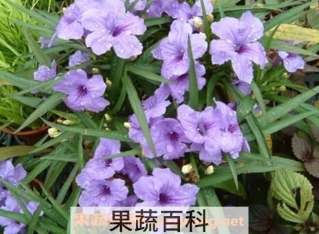 翠如莉的功效与作用