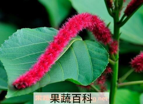 狗尾红的观赏价值