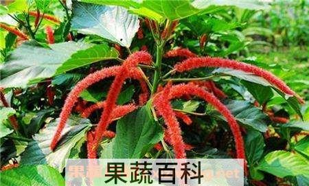 狗尾红