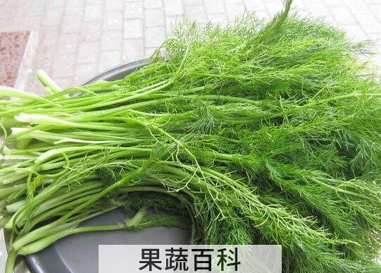 小茴香的功效与作用 小茴香的副作用