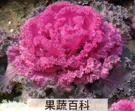羽衣甘蓝的种植技巧和病虫害防治