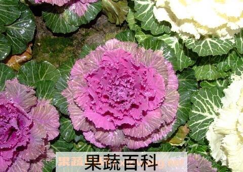 羽衣甘蓝的种植技巧和病虫害防治