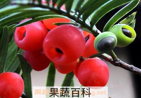 红豆杉的功效与作用 红豆杉能治癌症吗