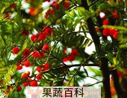 红豆杉的功效与作用 红豆杉能治癌症吗