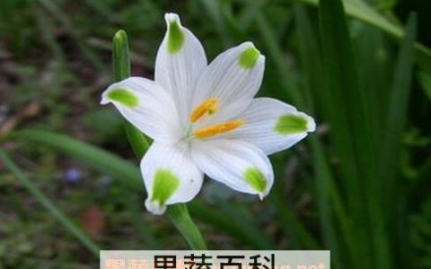 夏雪片莲的作用与功效