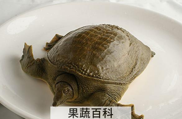 果蔬百科野生甲鱼的功效与作用