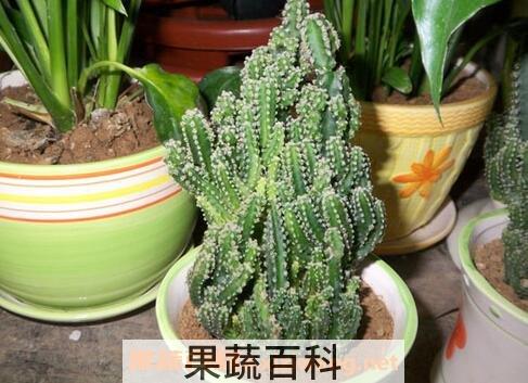 种植万重山有什么好处