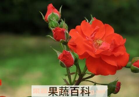 月季常见病虫害防治