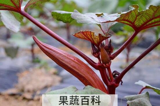 红色秋葵的做法及功效