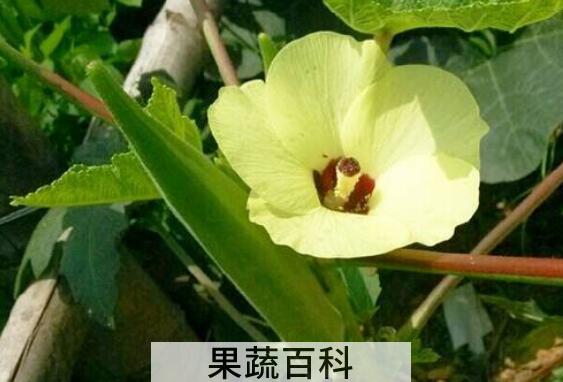 白秋葵的功效与作用 白秋葵可以食用么