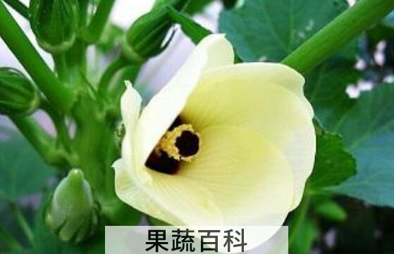 白秋葵的功效与作用 白秋葵可以食用么