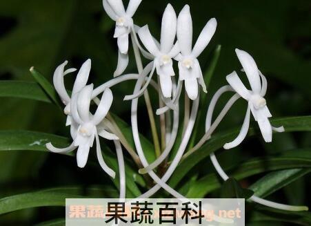 风兰的功效与作用及食用方法