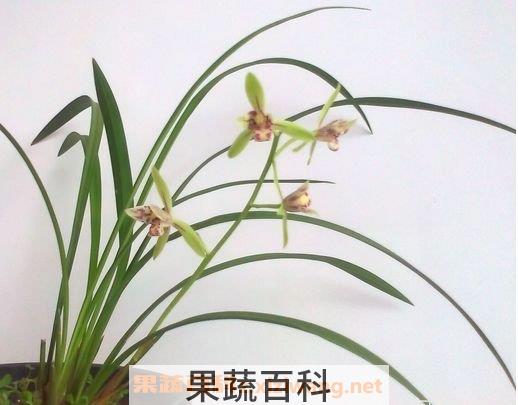 兰花