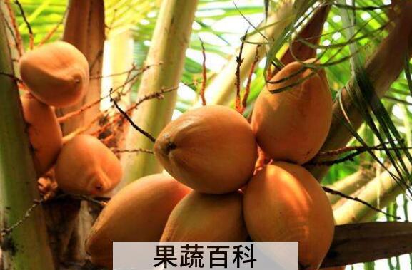 红椰子的功效与作用