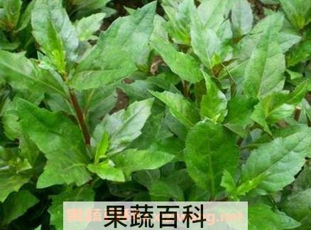长寿草如何养殖 长寿草的养殖方法
