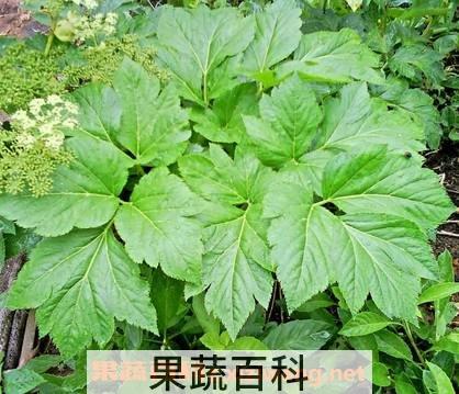 长寿草