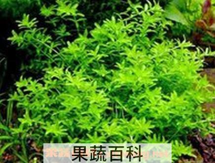 珍珠草怎么繁殖