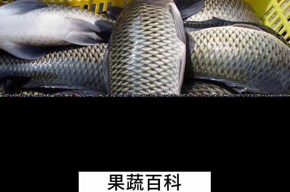 果蔬百科鲤鱼的营养价值与功效