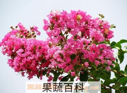 紫薇花的病虫害防治法