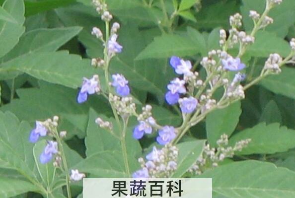 牡荆叶茶的功效与作用
