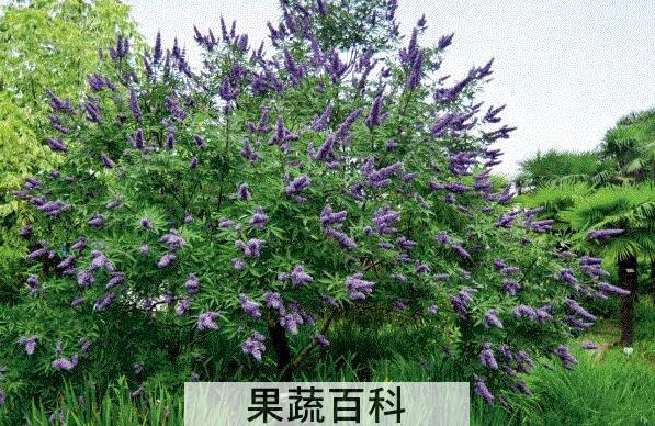 牡荆叶茶的功效与作用