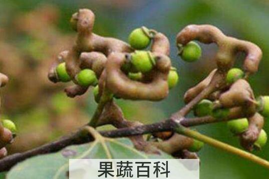 万寿果的功效与作用 万寿果的禁忌