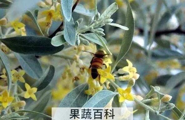 沙枣茶的功效与作用