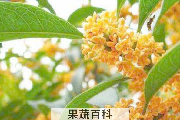 沙枣茶的功效与作用