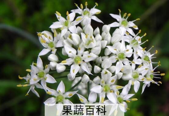 韭菜花的功效与作用 吃韭菜花的好处