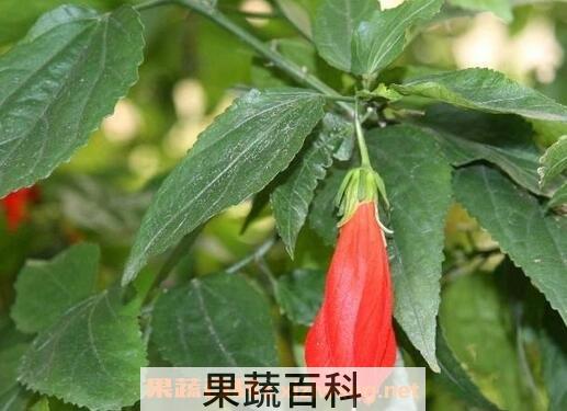 悬铃花的养殖方法 悬铃花好养吗