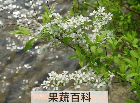 米饭花的药用功效与作用