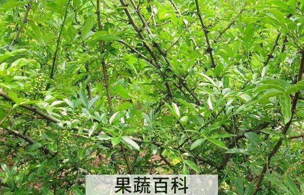 青刺尖茶怎么制作 青刺尖茶的做法步骤教程