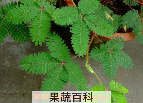知羞草有什么功效