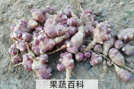 紫洋姜的功效与作用 紫洋姜的食用方法