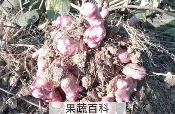 紫洋姜的功效与作用 紫洋姜的食用方法
