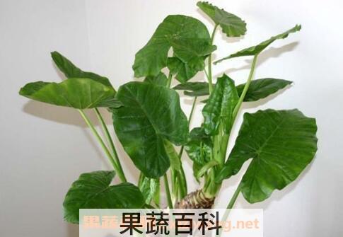 种植室内花草的方法