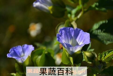 假酸浆花的功效与作用