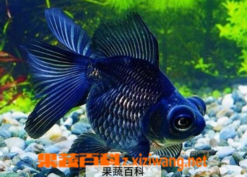 果蔬百科风水鱼图片 风水鱼怎么养